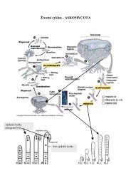 Životní cyklus - ASKOMYCOTA
