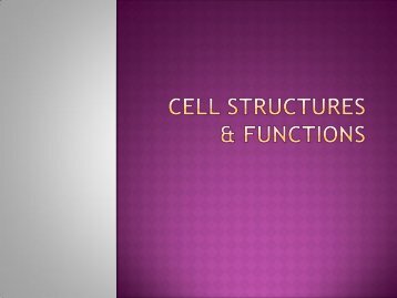 Ch. 7 Cell Organelles, Structure and Function