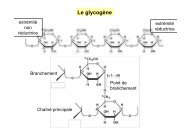 Le glycogÃ¨ne - IBMC