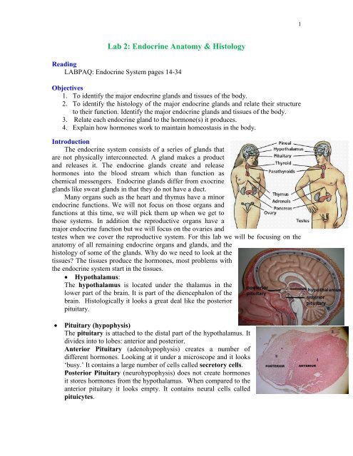 Lab 2: Endocrine Anatomy & Histology