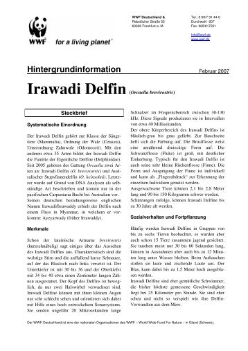 Irawadi Delfin