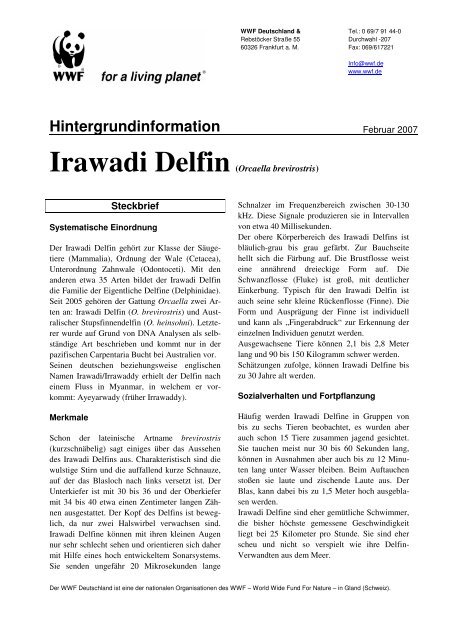 Irawadi Delfin