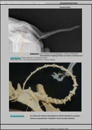 Bilder- Serie: Arthrose & Knickrute / Spondylose