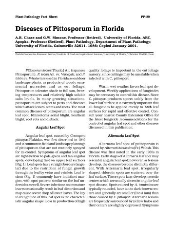 Diseases of Pittosporum - Manatee County Extension Office ...