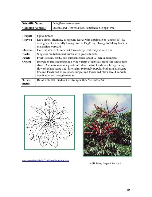 Identification Guide For Invasive Exotic Plants of the Florida Keys