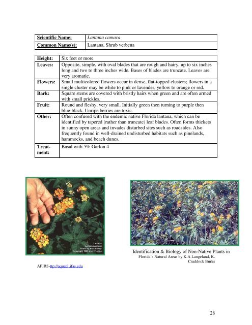 Identification Guide For Invasive Exotic Plants of the Florida Keys