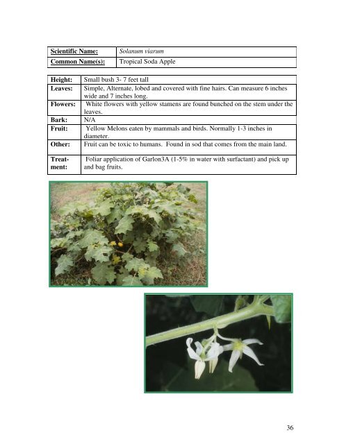 Identification Guide For Invasive Exotic Plants of the Florida Keys