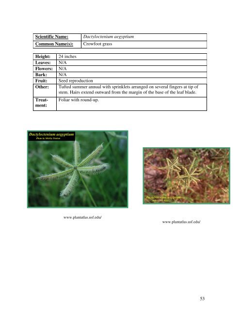 Identification Guide For Invasive Exotic Plants of the Florida Keys