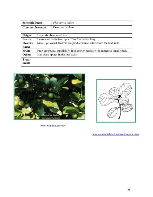 Identification Guide For Invasive Exotic Plants of the Florida Keys