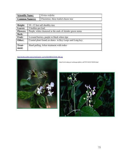 Identification Guide For Invasive Exotic Plants of the Florida Keys