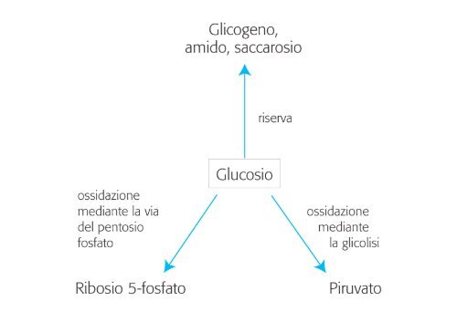 Del Ribosio Diagramma Del Ribosio