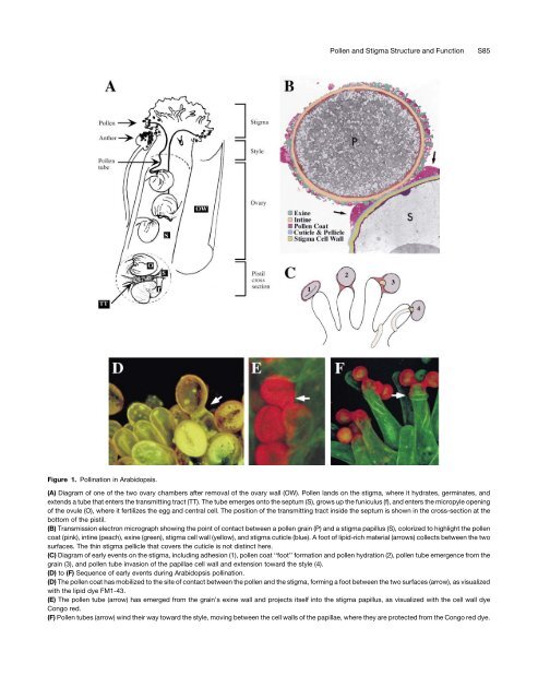 Pollen and Stigma Structure and Function: The Role of Diversity in ...