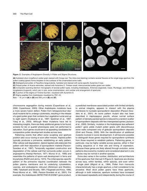 Pollen and Stigma Structure and Function: The Role of Diversity in ...