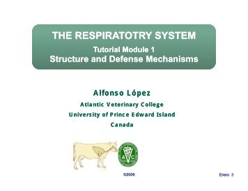 THE RESPIRATOTRY SYSTEM - University of Prince Edward Island