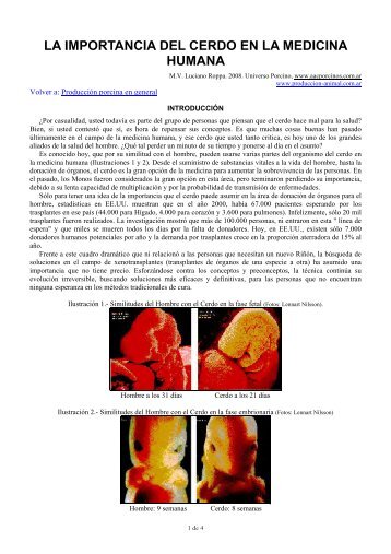 La importancia del cerdo en la medicina humana.pdf - ProducciÃ³n ...