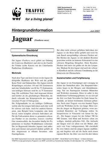 Jaguar - WWF Arten AZ - WWF Deutschland
