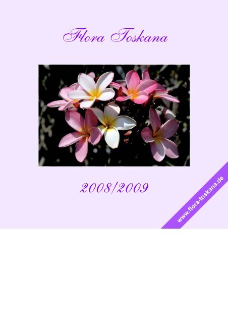 Engelstrompete//Brugmansia sanguinea ZWEIFARBIG ROT//GOLD ca // 30cm