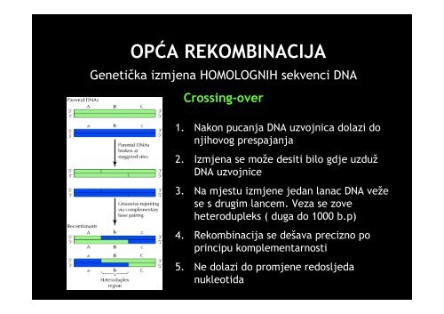 Microsoft PowerPoint - GENETIKA REKOMBINACIJA.pdf