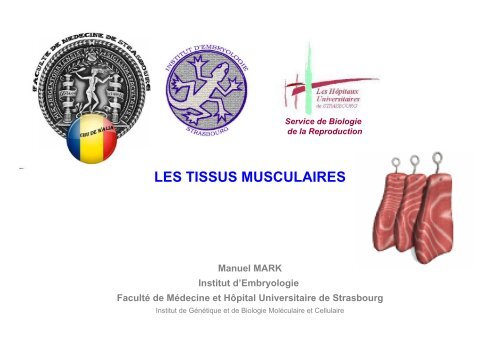 7. Tissus musculaires