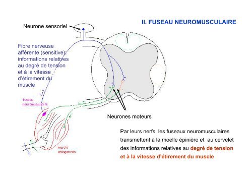 7. Tissus musculaires