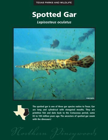 Spotted Gar - The State of Water