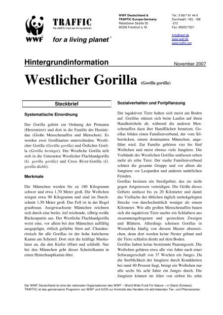 Westlicher Gorilla (Gorilla gorilla)