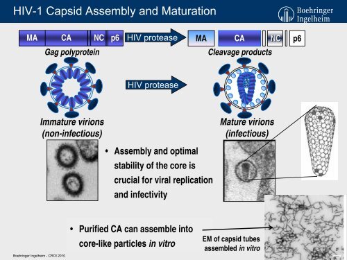 Discovery of Potent HIV-1 Capsid Assembly Inhibitors