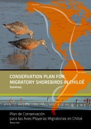 plan de conservación para las aves playeras migratorias en chiloé