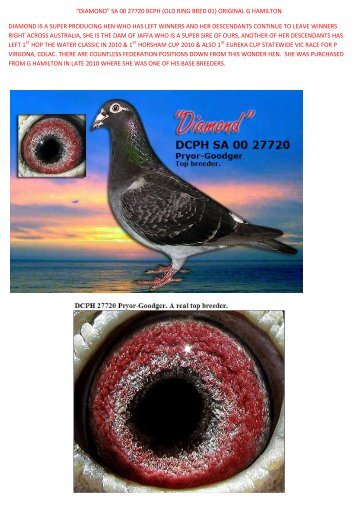 “DIAMOND” SA 00 27720 BCPH (OLD RING BRED ... - pigeon sales