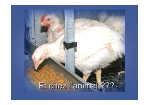 Immunisation passive du poulet de chair vis-Ã -vis des ... - FACW