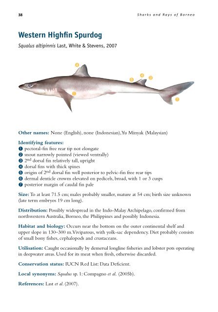 Whaler Sharks - seafdec.org.my