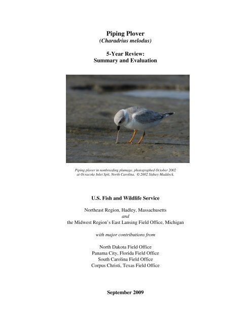 Piping Plover - U.S. Fish and Wildlife Service