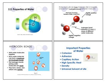Important Properties of Water - nnhsbergbio