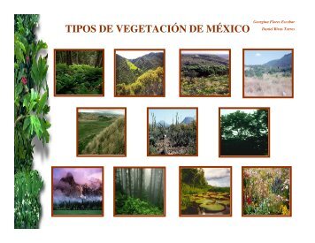 TIPOS DE VEGETACIÃN DE MÃXICO - Daniel Rivas