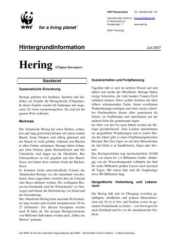 Hering