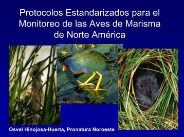 Protocolos Estandarizados para el Monitoreo de las Aves