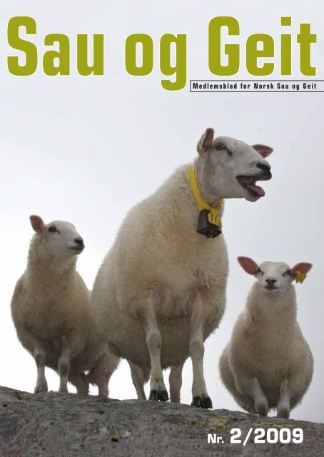 Sau Og Geit I Samme Fjos () Sau Og Geit I Samme Fjos