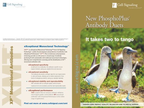 New PhosphoPlusÂ® Antibody Duets - Ozyme