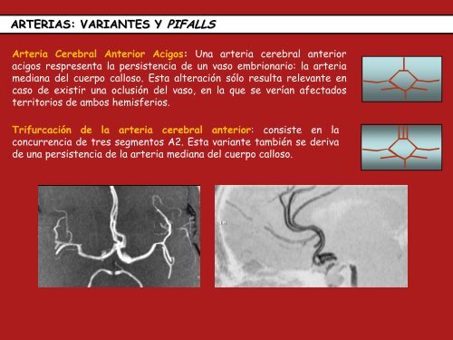 Estructuras Vasculares