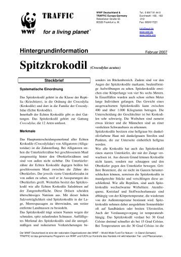 Spitzkrokodil