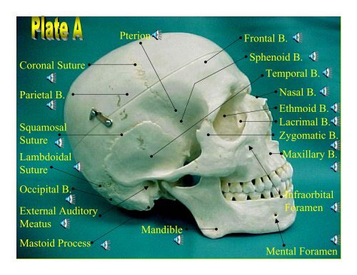 Skull plates deals