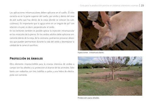 Manual de cerdos final SAAYA.pdf - sisman