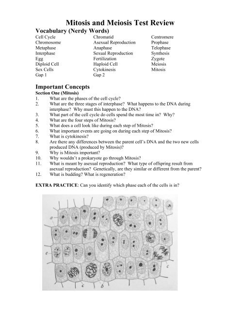 Mitosis and Meiosis Test Review - WhippleHill