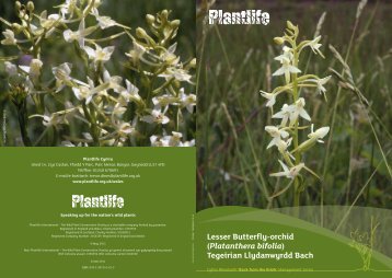 Lesser Butterfly-orchid - Plantlife