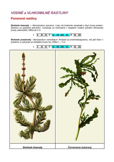 VODNÃ a VLHKOMILNÃ RASTLINY