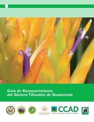 GuÃ­a de Reconocimiento del GÃ©nero Tillandsia de Guatemala