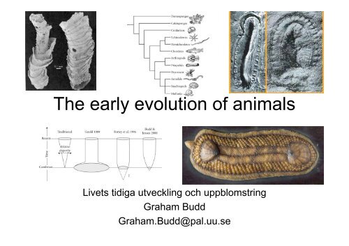 The early evolution of animals The early evolution of animals