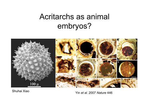 The early evolution of animals