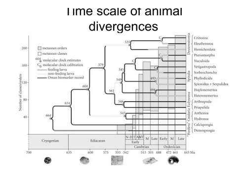 The early evolution of animals