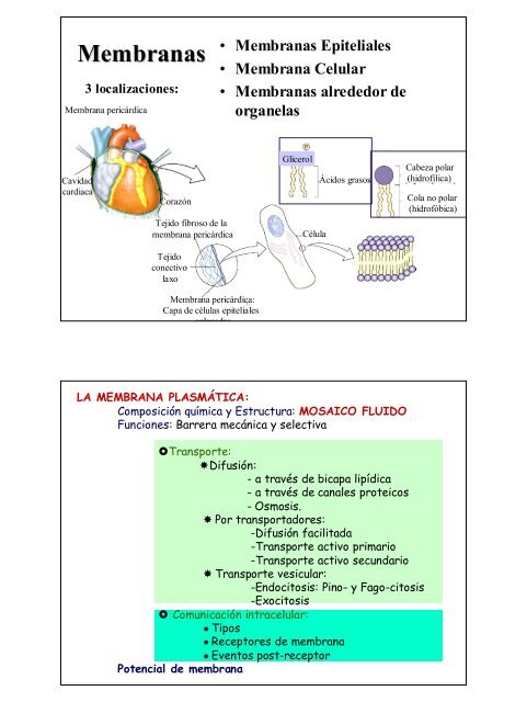 Membranas - Todoenfermeria